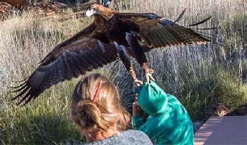  تصاویر عقابی که قصد شکار یک پسربچه 7 ساله را داشت2	